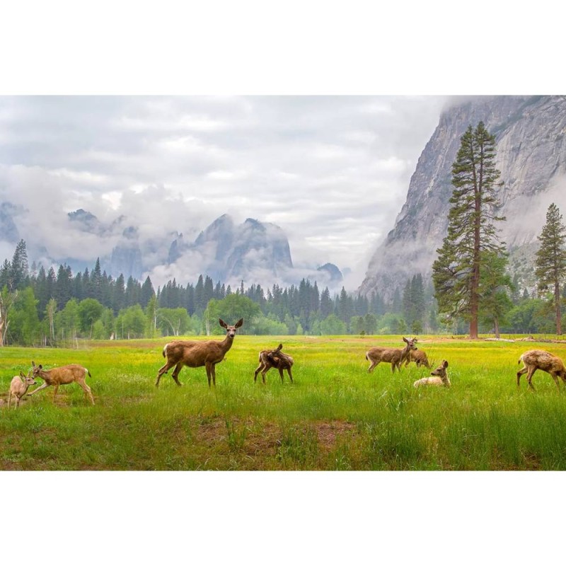 MARBURG | Deer and Mountains